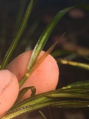 Potamogeton hillii