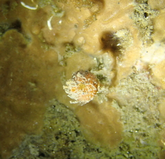 Boltenia villosa
