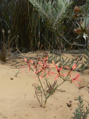 Pelargonium longifolium
