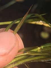 Potamogeton hillii