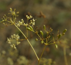 Palimbia rediviva
