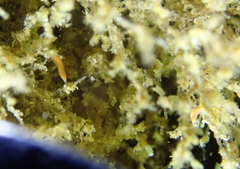 Vorticeros praedatorium