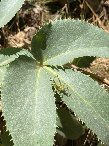 Speckled bush-cricket