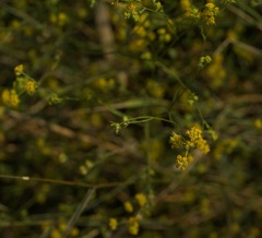 Bupleurum brachiatum