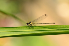 Onychargia atrocyana