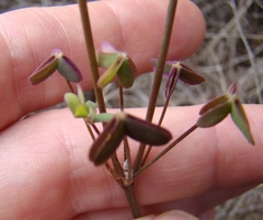 Oxalis stellata
