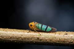 Amblyscarta trinotata