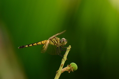 Brachydiplax sobrina