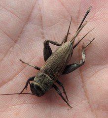 Gryllus integer