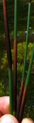 Elegia galpinii