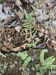 Pellaea atropurpurea