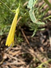 Penstemon pinifolius