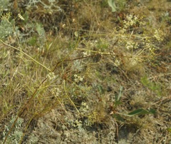 Palimbia rediviva