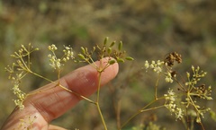 Palimbia rediviva