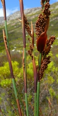 Elegia galpinii