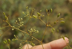 Palimbia rediviva