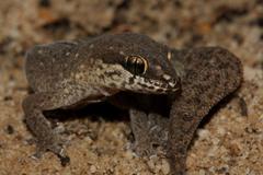 Pachydactylus geitje