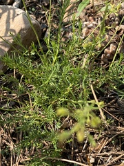 Penstemon pinifolius