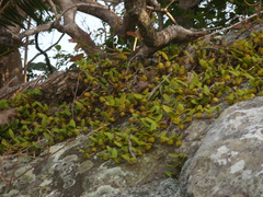 Bulbophyllum scaberulum scaberulum