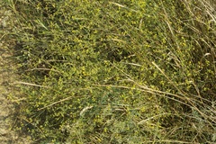 Bupleurum brachiatum