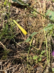 Penstemon pinifolius