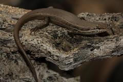 Trachylepis variegata