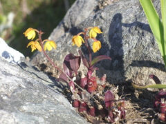 Polystachya pubescens