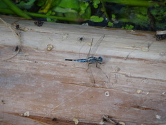 Acisoma panorpoides