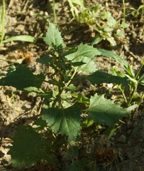 Chenopodiastrum murale