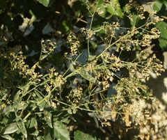 Lepidium latifolium