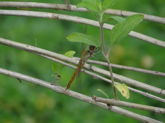 Pantala flavescens