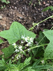 Echinocystis lobata