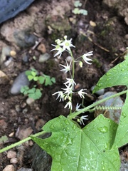 Echinocystis lobata
