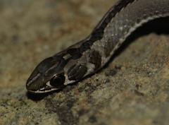 Psammophis crucifer