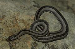 Psammophis crucifer
