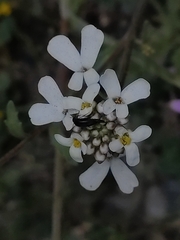 Iberis amara