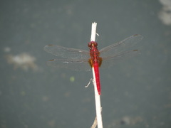 Rhodothemis rufa