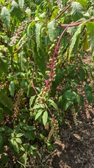 Phytolacca americana
