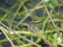 Brachydiplax chalybea