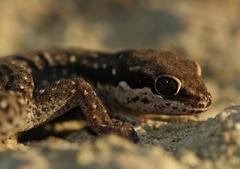 Pachydactylus geitje