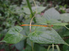 Ceriagrion coromandelianum