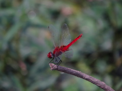 Urothemis signata