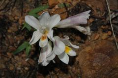 Freesia caryophyllacea