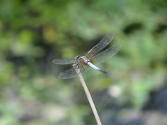 Brachydiplax chalybea