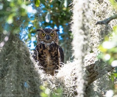 Bubo