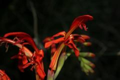 Chasmanthe aethiopica