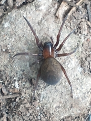Metaltella