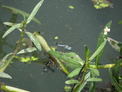 Acisoma panorpoides