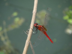 Rhodothemis rufa