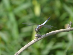 Brachydiplax chalybea